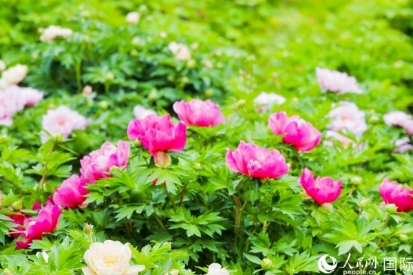 洛陽國家牡丹園牡丹盛開。 人民網(wǎng)記者 魯揚攝