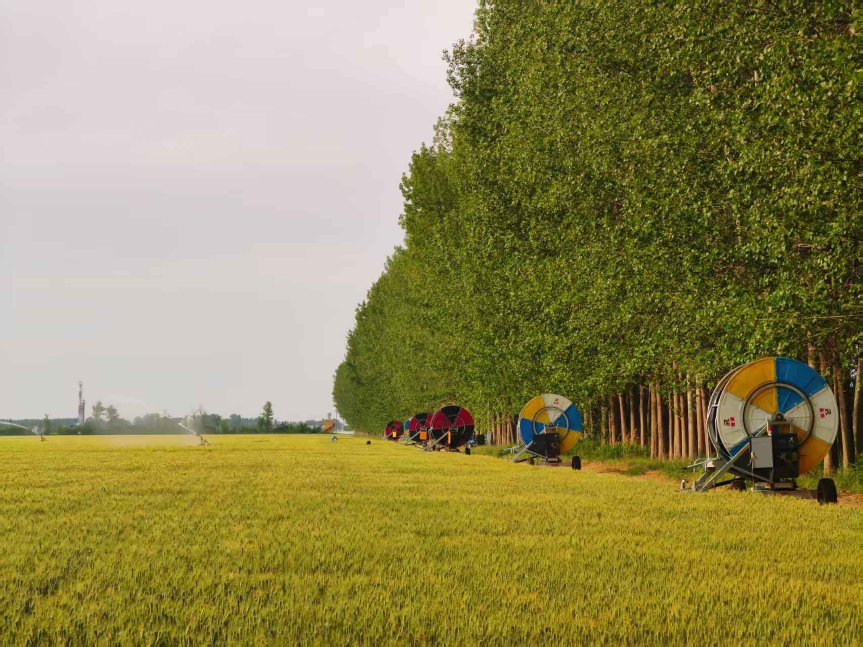 陜西華陰市華西鎮(zhèn)農(nóng)墾農(nóng)場正在作業(yè)的卷盤式噴灌機(jī)。受訪者供圖